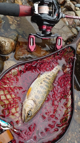 アマゴの釣果