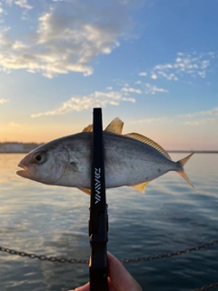 ショゴの釣果