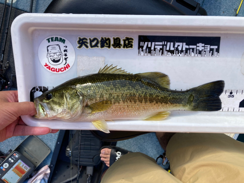 ラージマウスバスの釣果