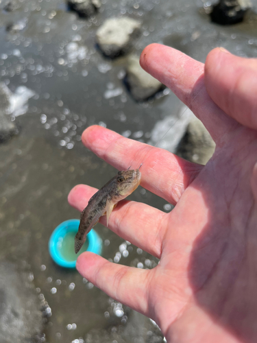 マハゼの釣果