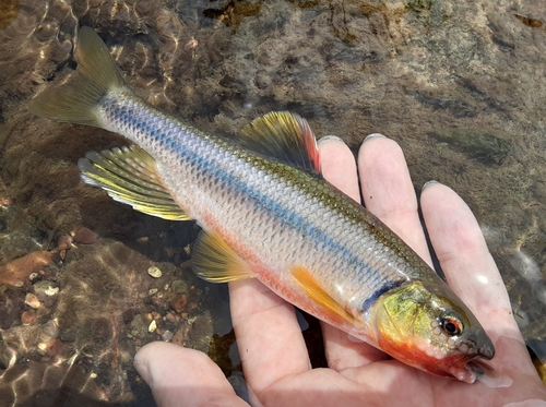 カワムツの釣果