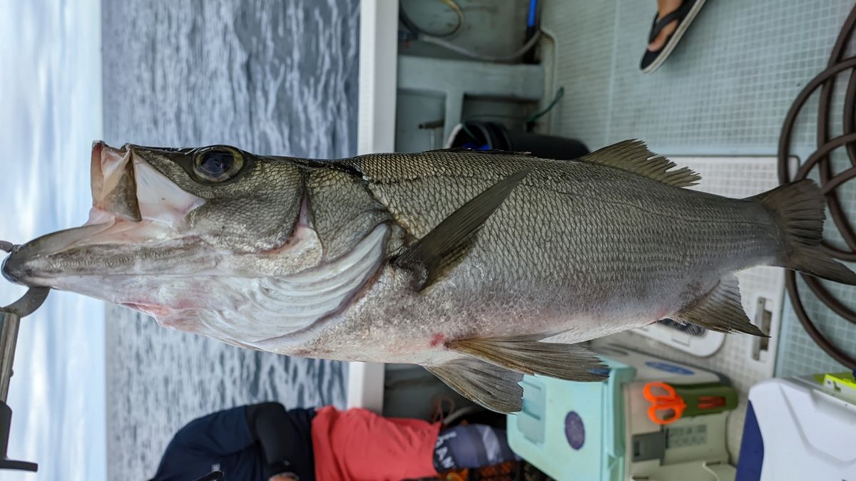 🎣みやもん🎣さんの釣果 2枚目の画像