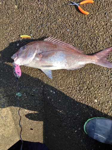 マダイの釣果