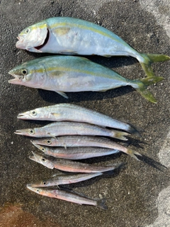 ワカシの釣果