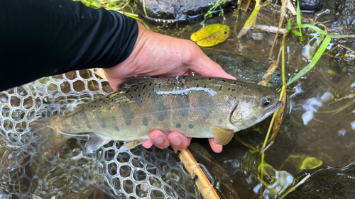 ヤマメの釣果