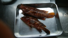 キジハタの釣果