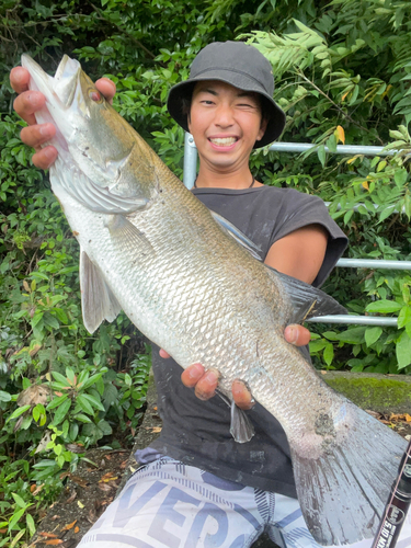 アカメの釣果