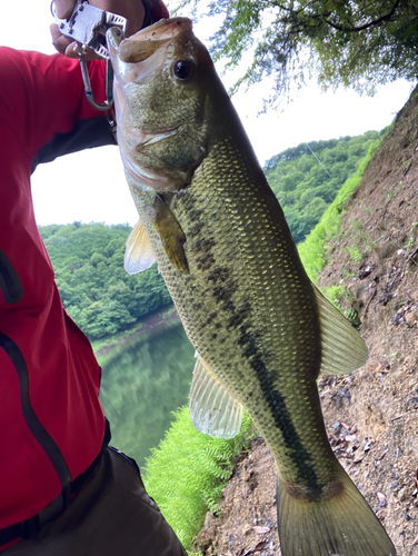 ブラックバスの釣果