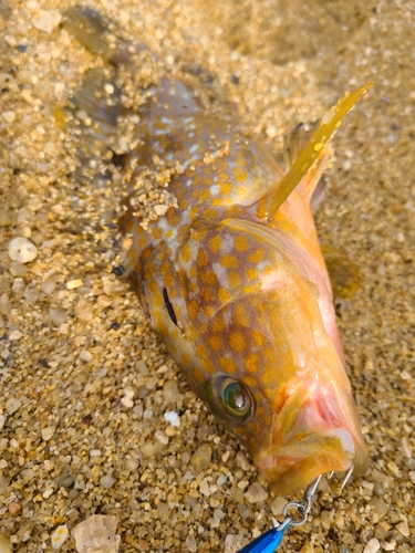 キジハタの釣果