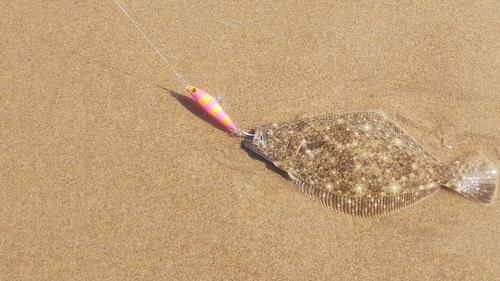 ソゲの釣果