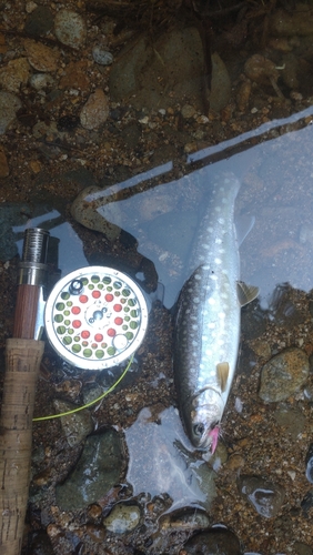 アメマスの釣果