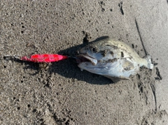 イシモチの釣果