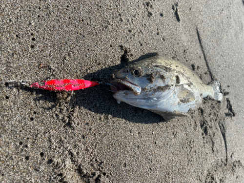 イシモチの釣果