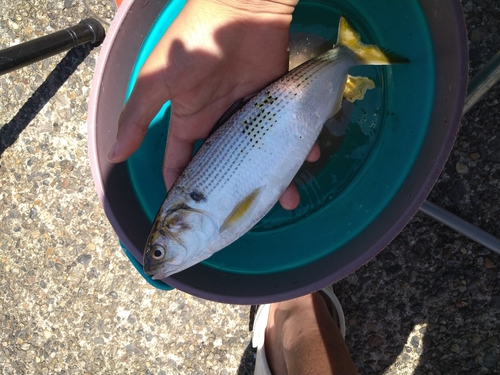 釣果