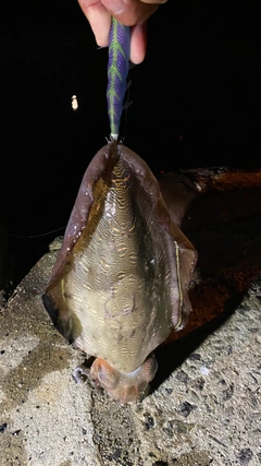 モンゴウイカの釣果