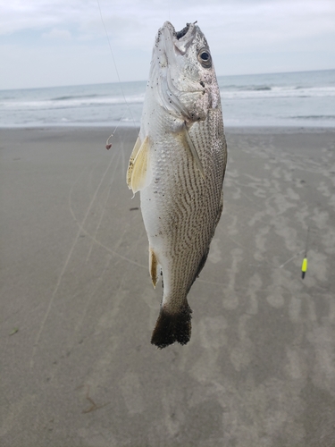 イシモチの釣果