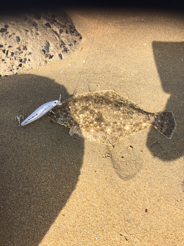 ソゲの釣果