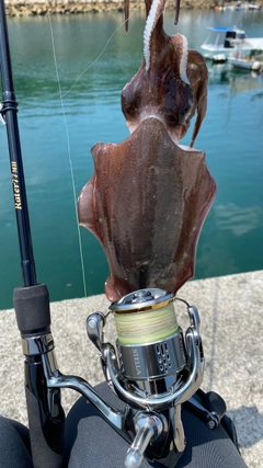 モンゴウイカの釣果