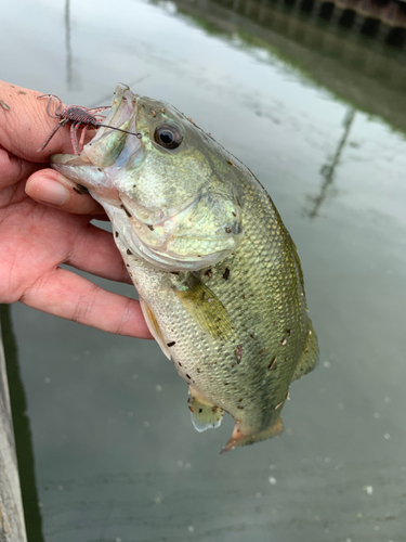 ラージマウスバスの釣果