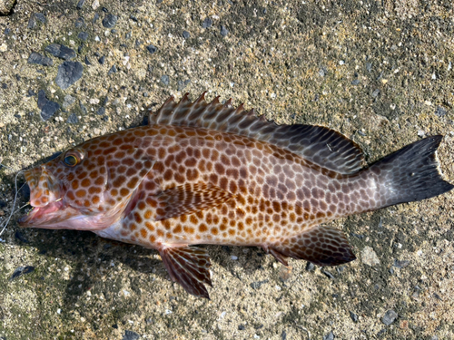 オオモンハタの釣果