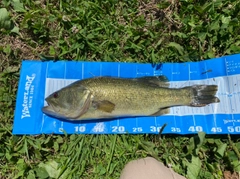 ラージマウスバスの釣果