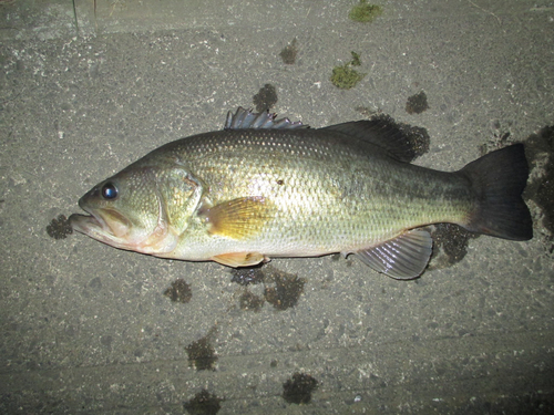 ラージマウスバスの釣果