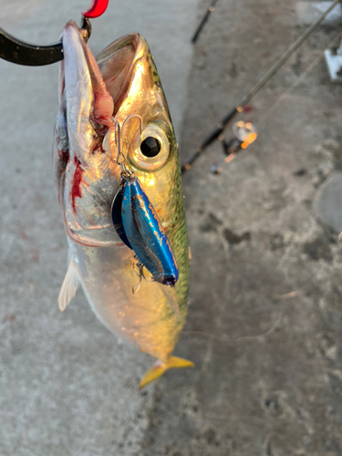 サバの釣果