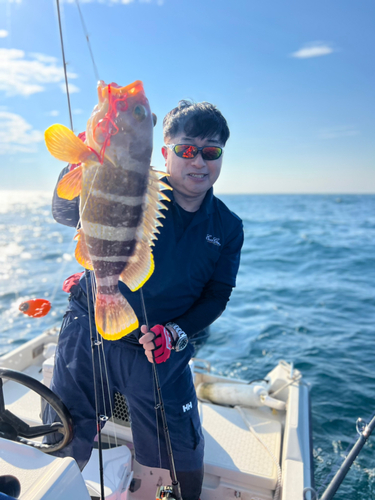 アオハタの釣果