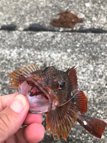 ガシラの釣果