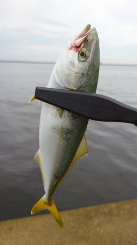 ツバスの釣果