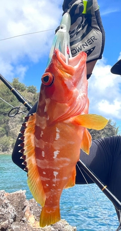 アカハタの釣果