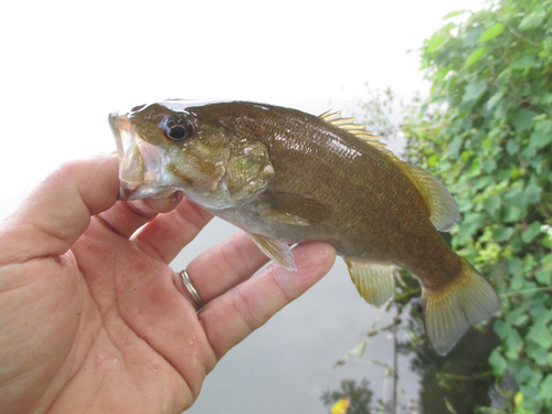 スモールマウスバスの釣果