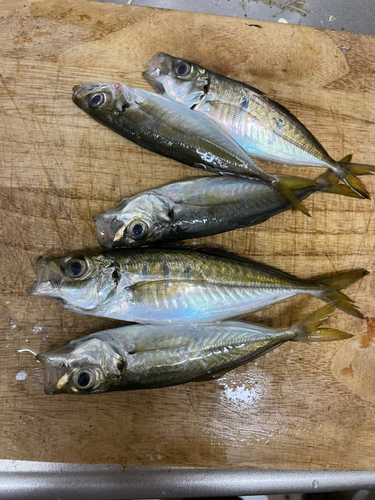 アジの釣果