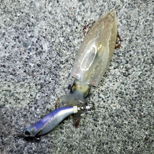 ケンサキイカの釣果