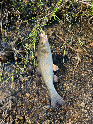 ウグイの釣果