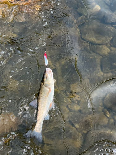 ウグイの釣果