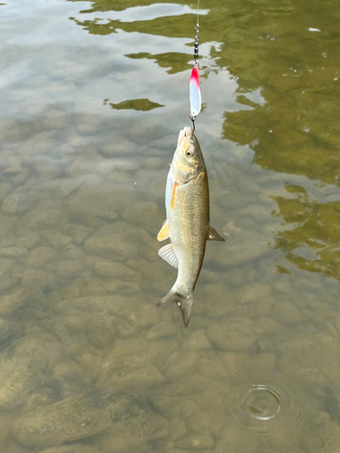 ウグイの釣果