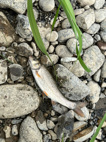 ウグイの釣果