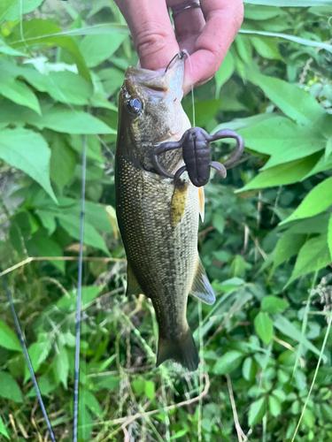 ブラックバスの釣果