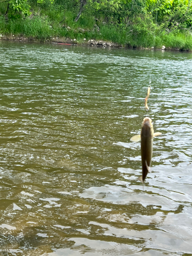 ウグイの釣果