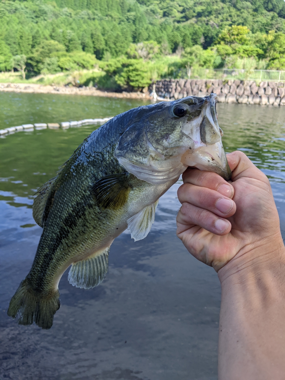 ブラックバス