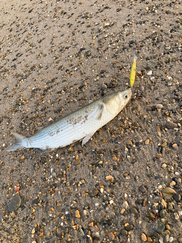 ボラの釣果