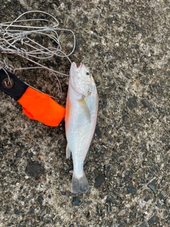 イシモチの釣果