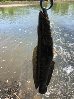 ライギョの釣果