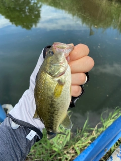 ラージマウスバスの釣果