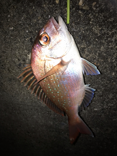 チャリコの釣果