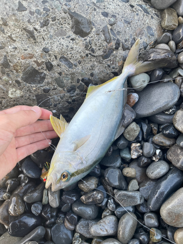 ショゴの釣果