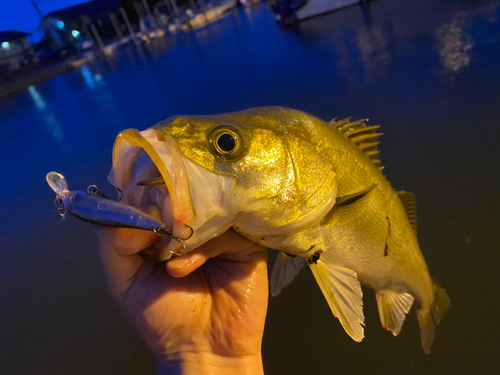 スズキの釣果