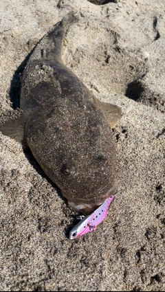 マゴチの釣果