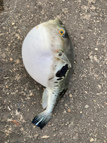 トラフグの釣果